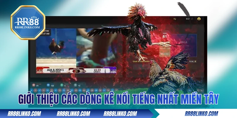 Giới thiệu các dòng kê nổi tiếng nhất miền Tây