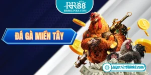 Đá Gà Miền Tây - Nét Đẹp Văn Hoá Của Người Dân Miền Tây