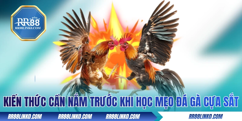 Những kiến thức cần nắm trước khi học mẹo đá gà cựa sắt