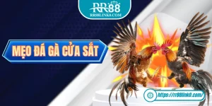 Mẹo Đá Gà Cựa Sắt Giúp Dân Cá Cược Đánh Đâu Thắng Đó